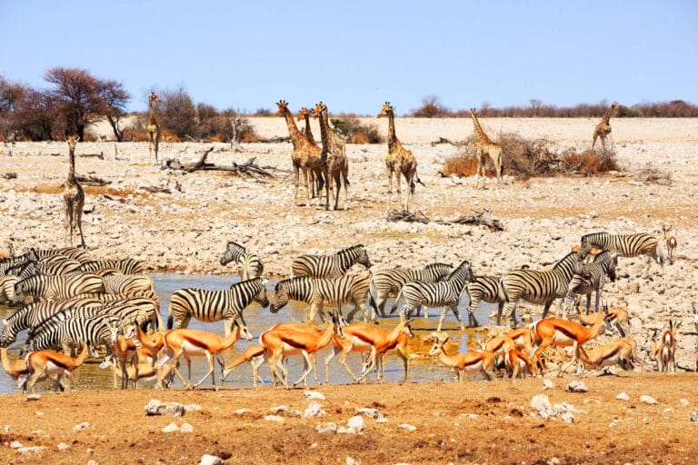 Wanderlust in Namibia