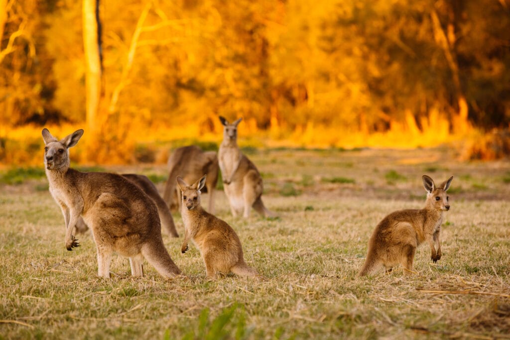 Herd of kangaroos at twilight (Coombabah Lake, QLD, Australia)