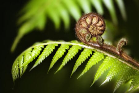 Brauner, eingerollter Farnwedel vor grünen Farnblättern in Nahaufnahme.